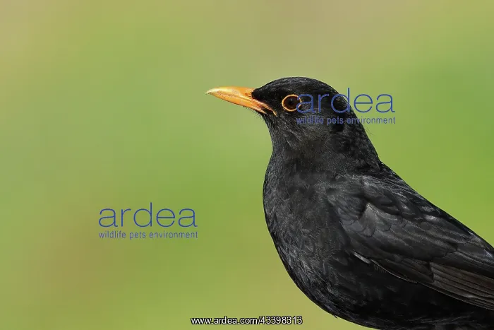 : Blackbird (Turdus merula) male, animal portrait : Blackbird (Turdus merula) male, animal portrait