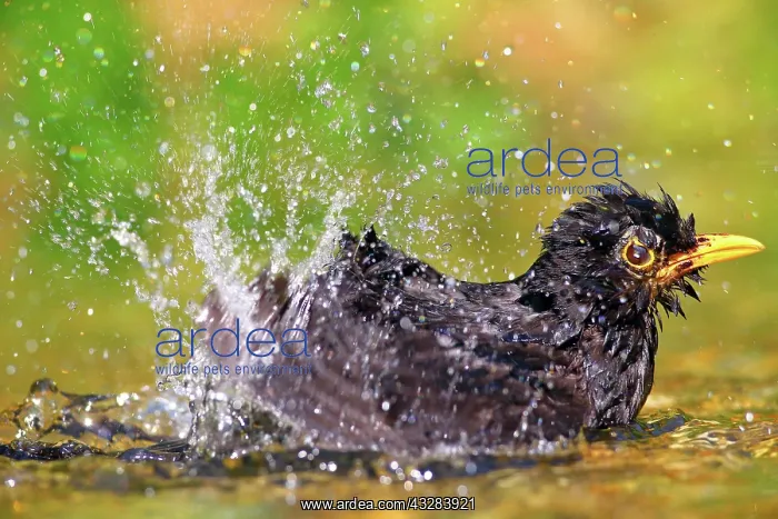  : Blackbird (Turdus merula) male bathes in shallow
