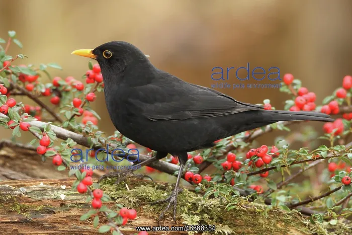  : Blackbird (Turdus merula) male at the berries of