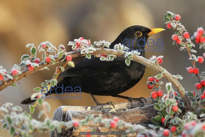 : Blackbird (Turdus merula) male on berries of firethorn : Blackbird (Turdus merula) male on berries of firethorn