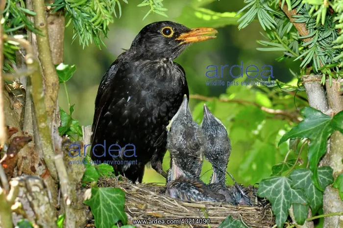 : Blackbird (Turdus merula) male and chicks in nest : Blackbird (Turdus merula) male and chicks in nest
