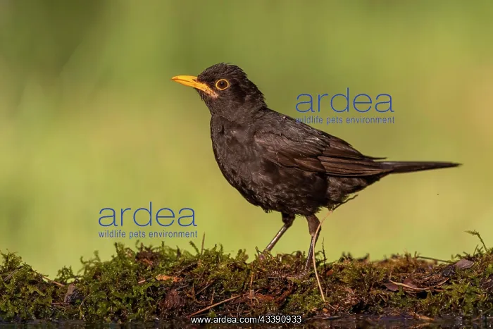 : Blackbird (Turdus merula), male, on ground, moss : Blackbird (Turdus merula), male, on ground, moss
