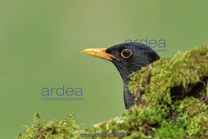 : Blackbird (Turdus merula) male, looking out from : Blackbird (Turdus merula) male, looking out from