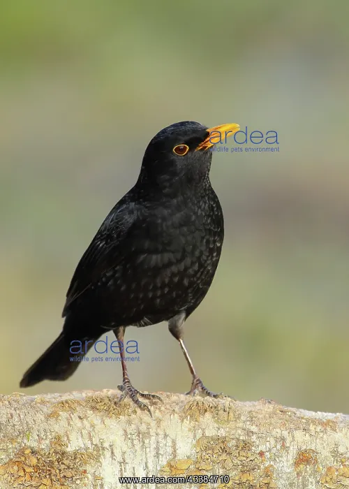 : Blackbird (Turdus merula), male sitting on a birch : Blackbird (Turdus merula), male sitting on a birch