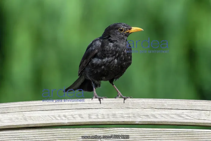 : Blackbird (Turdus merula), male sitting on a garden : Blackbird (Turdus merula), male sitting on a garden