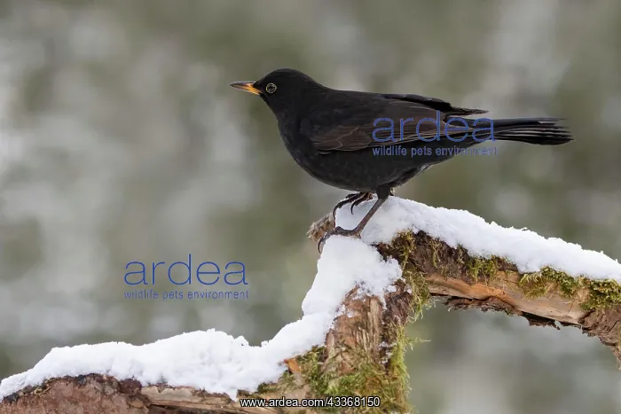 : Blackbird (Turdus merula), male, sitting on root : Blackbird (Turdus merula), male, sitting on root