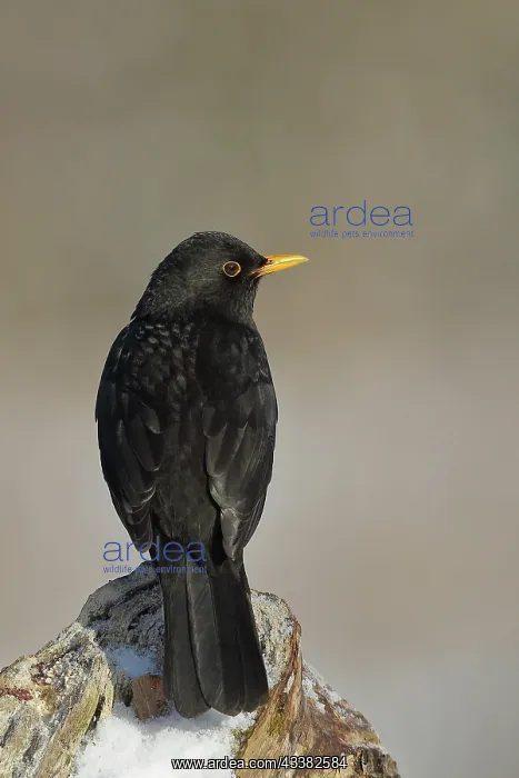 : Blackbird (Turdus merula) male, sitting on a snowy : Blackbird (Turdus merula) male, sitting on a snowy