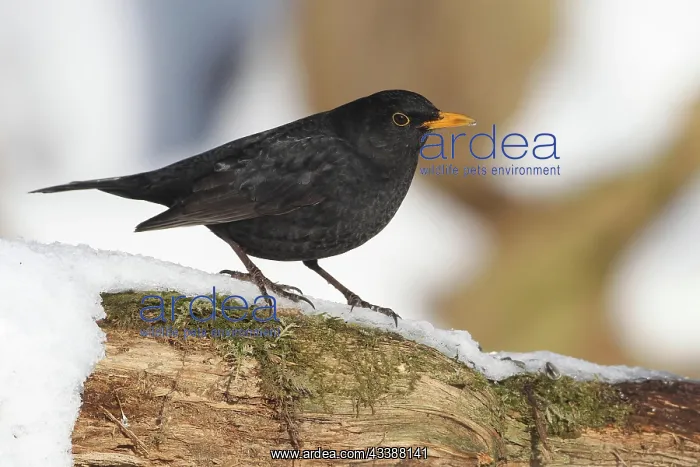 : Blackbird (Turdus merula) male at winter feeding : Blackbird (Turdus merula) male at winter feeding