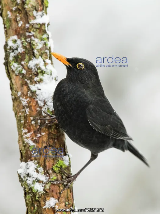 : Blackbird (Turdus merula) sits on a snowy branch : Blackbird (Turdus merula) sits on a snowy branch