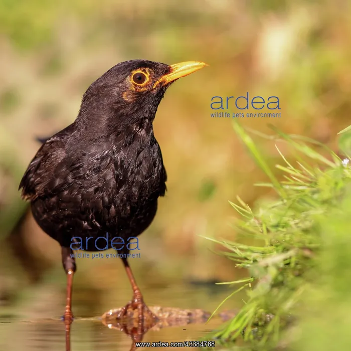 : Blackbird (Turdus merula) sitting on the bank of a : Blackbird (Turdus merula) sitting on the bank of a