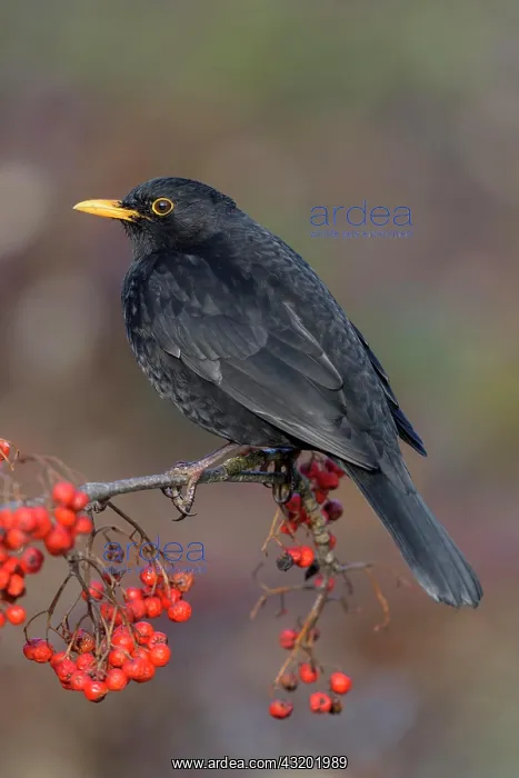 : Blackbird (Turdus merula), sitting on a branch of : Blackbird (Turdus merula), sitting on a branch of