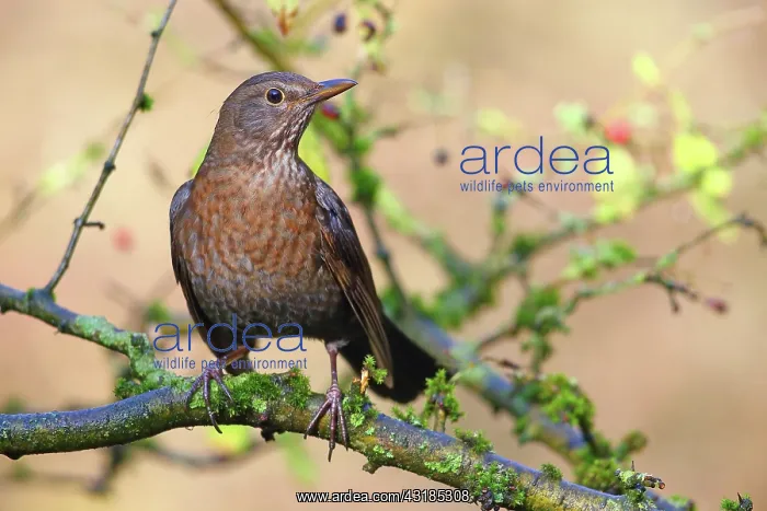 : Blackbird (Turdus merula) sitting on hawthorn branch : Blackbird (Turdus merula) sitting on hawthorn branch