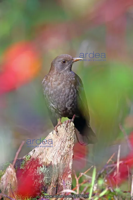 : Blackbird (Turdus merula) sitting on a root, Solms : Blackbird (Turdus merula) sitting on a root, Solms