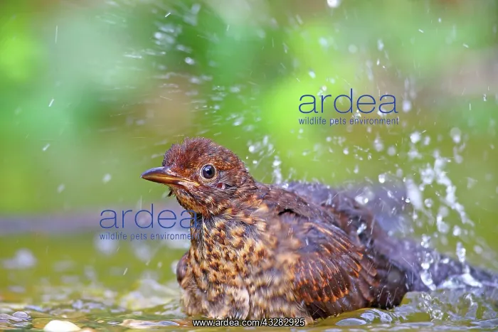 : Blackbird (Turdus merula) Young bird bathes in shallow : Blackbird (Turdus merula) Young bird bathes in shallow