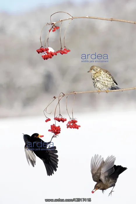 : Blackbirds - and Mistle Thrush (Turdus viscivorus) : Blackbirds - and Mistle Thrush (Turdus viscivorus)