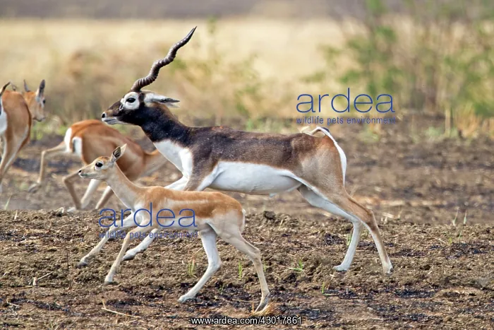 : Blackbuck Satpura tiger reserve, Madhya Pradesh, India, Asia : Blackbuck Satpura tiger reserve, Madhya Pradesh, India, Asia