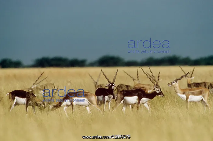 : Blackbuck - bachelor herd : Blackbuck - bachelor herd