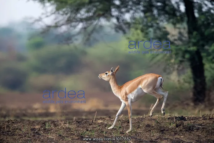 : Blackbuck female : Blackbuck female