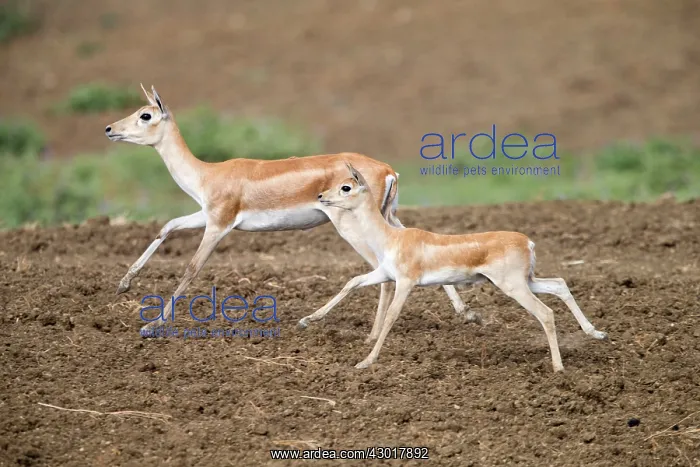 : Blackbuck female : Blackbuck female
