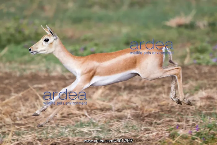 : Blackbuck female : Blackbuck female