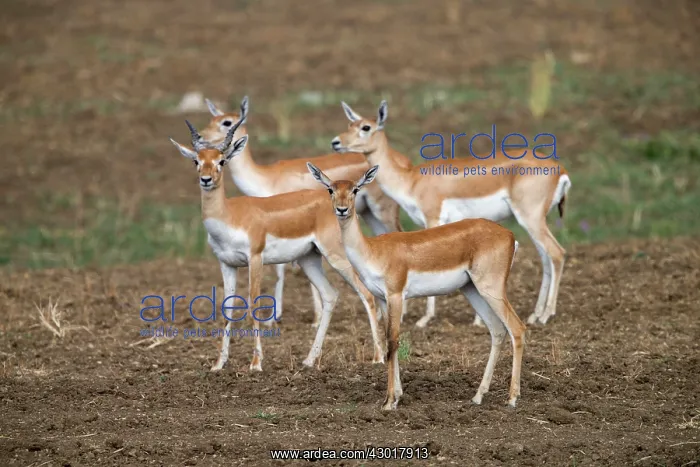 : Blackbuck female : Blackbuck female