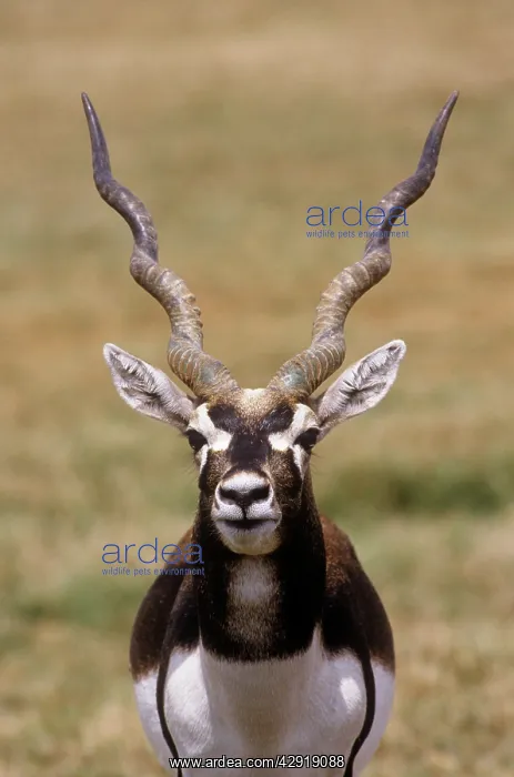 : Blackbuck - male : Blackbuck - male