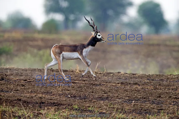 : Blackbuck male : Blackbuck male