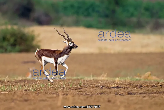 : Blackbuck male : Blackbuck male