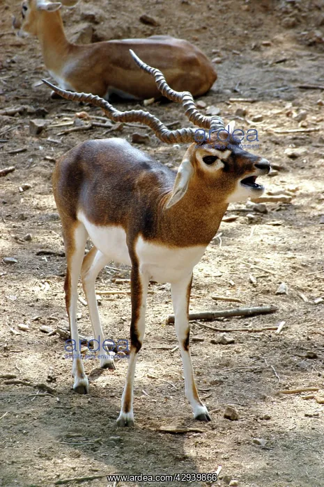: Blackbuck - male issuing challenge : Blackbuck - male issuing challenge