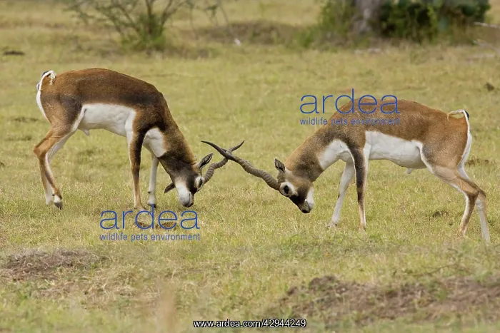 : Blackbuck - originated mainly in India but have : Blackbuck - originated mainly in India but have