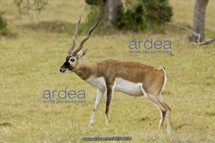 : Blackbuck originated mainly in India but have been : Blackbuck originated mainly in India but have been