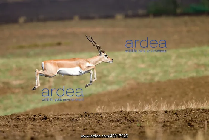 : Blackbuck young male running : Blackbuck young male running