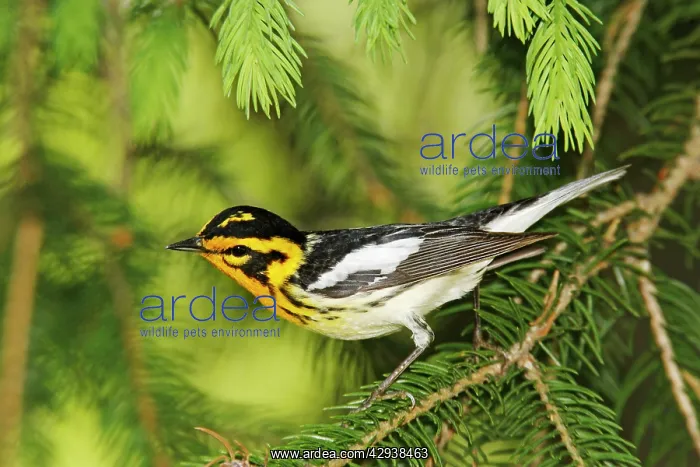 : Blackburnian Warbler : Blackburnian Warbler