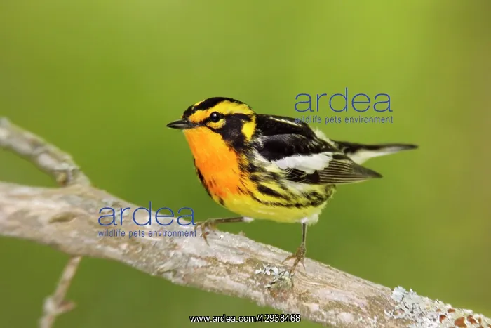 : Blackburnian Warbler : Blackburnian Warbler