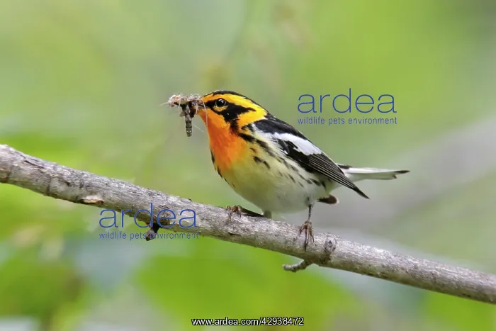 : Blackburnian Warbler : Blackburnian Warbler