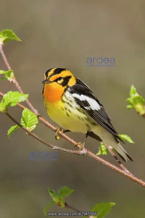 : Blackburnian Warbler : Blackburnian Warbler