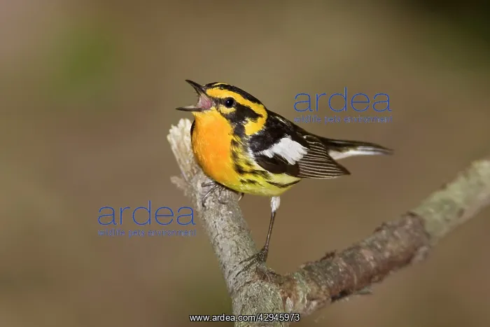 : Blackburnian Warbler : Blackburnian Warbler