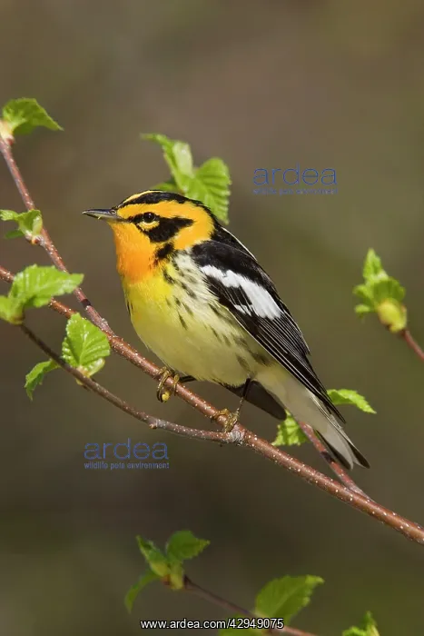 : Blackburnian Warbler : Blackburnian Warbler