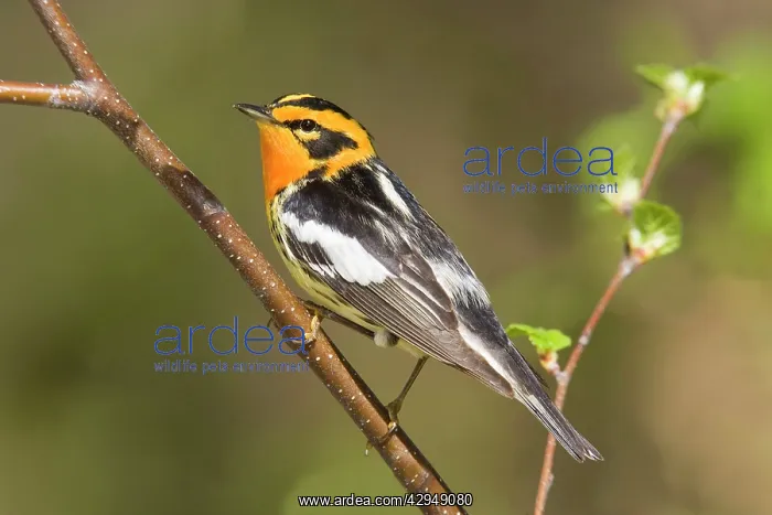 : Blackburnian Warbler : Blackburnian Warbler