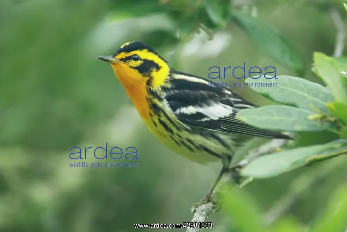: Blackburnian Warbler : Blackburnian Warbler