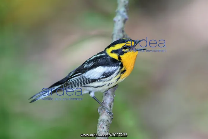 : Blackburnian Warbler : Blackburnian Warbler