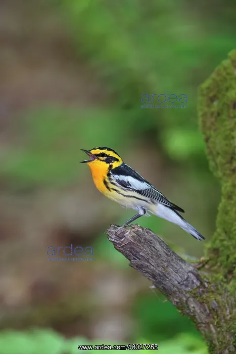 : Blackburnian Warbler : Blackburnian Warbler