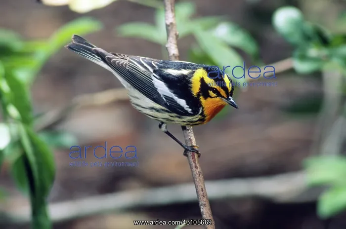 : Blackburnian Warbler : Blackburnian Warbler