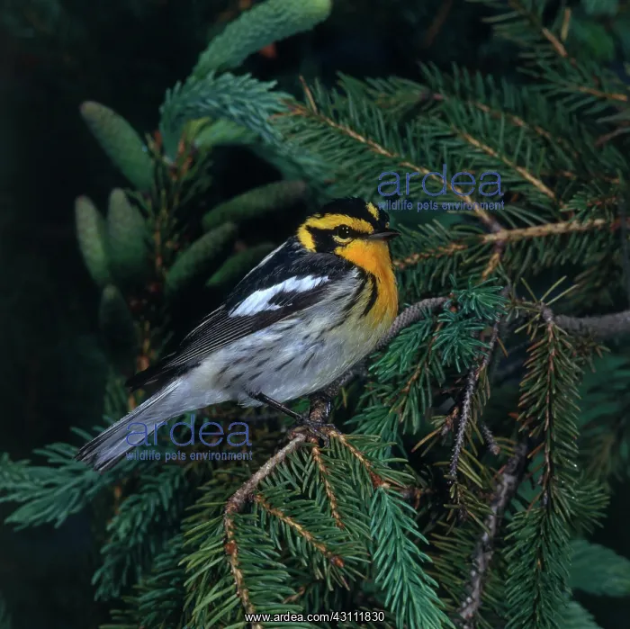 : Blackburnian Warbler : Blackburnian Warbler