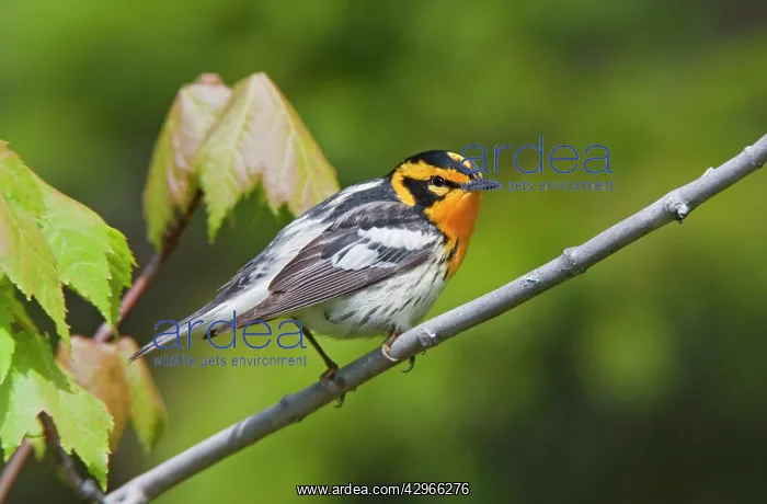: Blackburnian Warbler, male : Blackburnian Warbler, male
