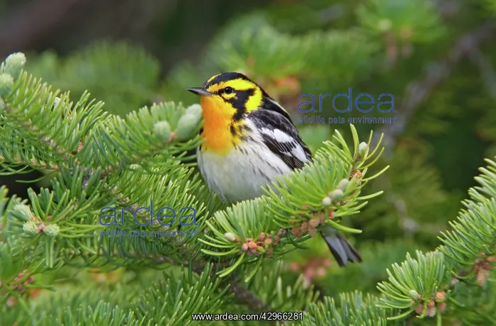: Blackburnian Warbler, male : Blackburnian Warbler, male