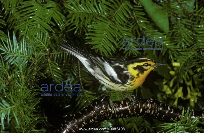 : Blackburnian Warbler male : Blackburnian Warbler male