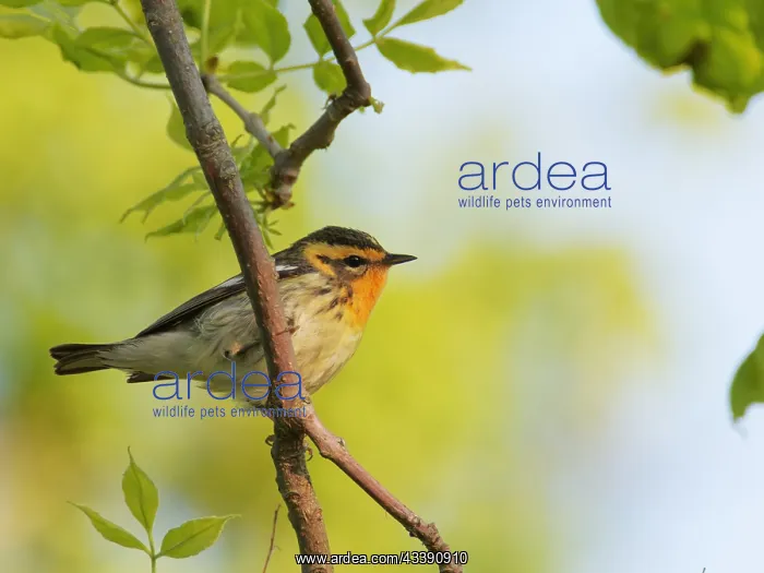 : Blackburnian Warbler Setophaga fusca Magee Marsh : Blackburnian Warbler Setophaga fusca Magee Marsh