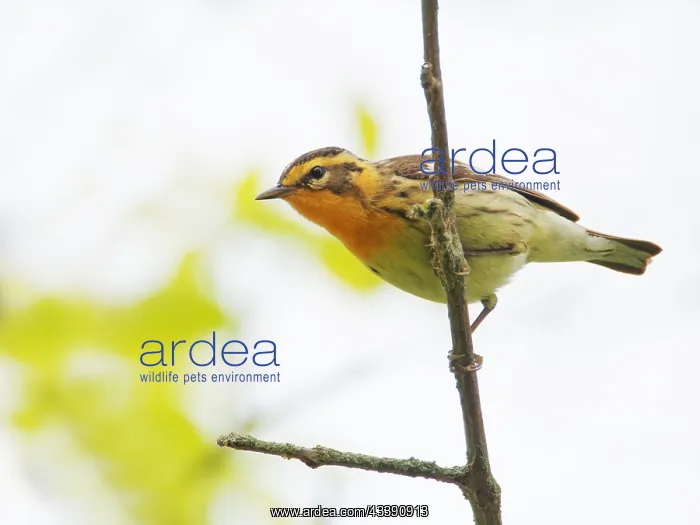 : Blackburnian Warbler Setophaga fusca Magee Marsh : Blackburnian Warbler Setophaga fusca Magee Marsh