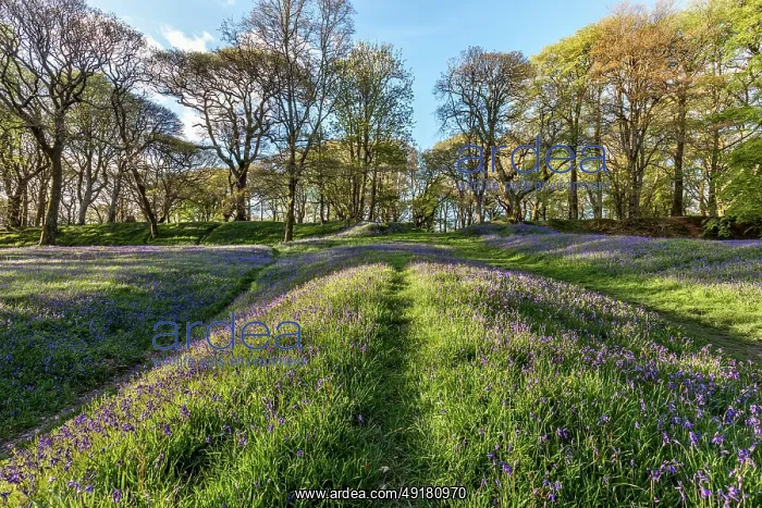  : Blackbury Camp - Bluebells in Flower - Devon - UK